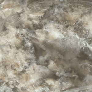 Siri Catado 1kg  (sob encomenda)