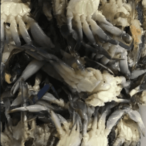 Siri Mole 1kg (sob encomenda)